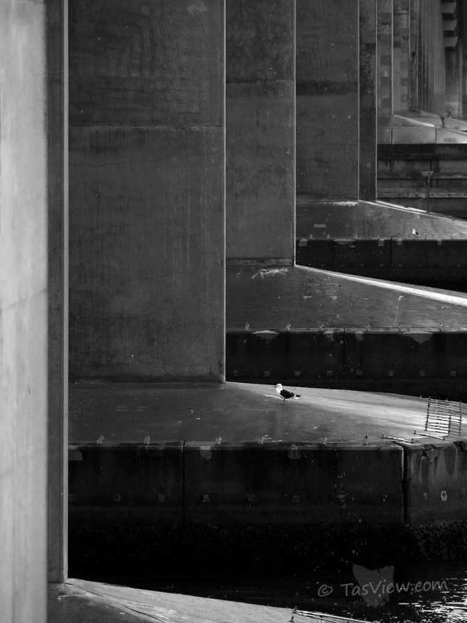 A Pacific Gull sits on a pylon under the Tasman Bridge in Mono.