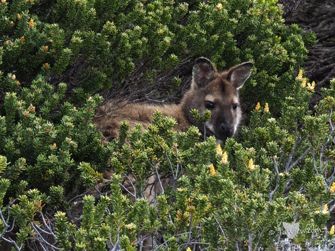 A wallaby peeking out behind shrubs.