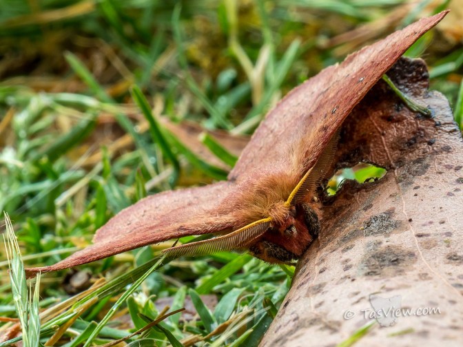 Brown furry moth camouflaged as a leaf.
