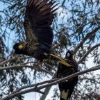 Black Cockatoos