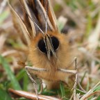 I'm a beautiful butterfy …