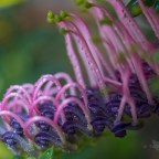 Flowers … apologies …