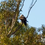 Tasmanian Wedge-tailed Eagle
