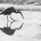 GASP – a stroll along the shoreline