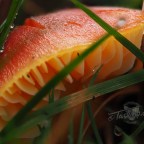 Finding fungi in my paddock