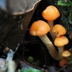 Stacking focus on fungi