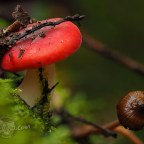 Harmful if swallowed …