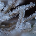 Frosty morning macro’s