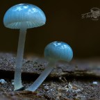 Faerie parasols finally found!   [14 photos]