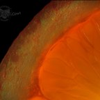 Macro morcels  [8 photos]