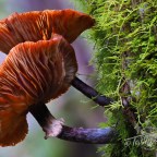 Fungi Fossicking     [19 photos]