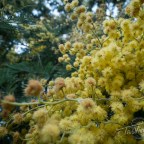 Aussie green and gold!