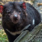Devils, Quolls and Wombats