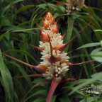 kunanyi spring flowers