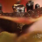 Parrot and orchid hunting