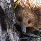 Echidna encounter