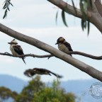 Kookaburra Christmas