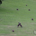 Wrestling Wallabies in Paddock Punch-up
