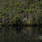 Platypus Tarn, Mt Field