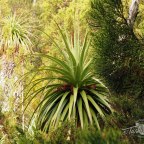 Prehistoric Pandani forest