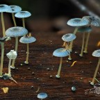 More Mycena Madness