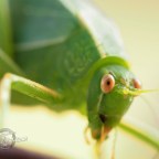 Leaf Critter – Katydid
