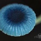 Macro Mycena