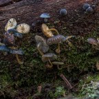 A week of fading blues