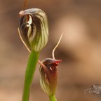 Orchid – Pterostylis pedunculata