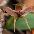 Orchid – Chiloglottis triceratops