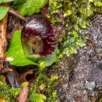 Orchid – Corybas diemenicus