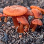 Forest fire first fungi