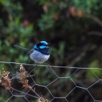 Away with the fairies