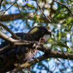 Black Cockatoo