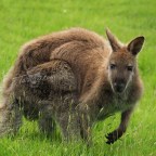 Bennetts Wallaby