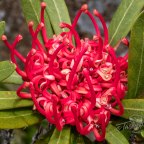 Tasmanian Waratah