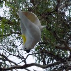 White Cockatoos