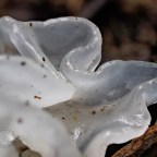 Translucent Fungi
